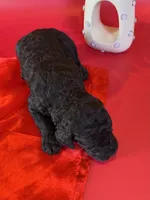 Asher, a male Bernedoodle and Poodle - Standard  for sale in Lubbock, TX – 4 of 6