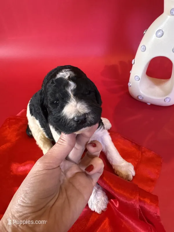 Ayla – Poodle - Standard  puppy for sale in Lubbock, TX