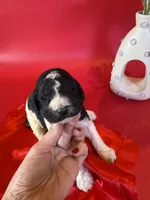 Ayla, a female Poodle - Standard  for sale in Lubbock, TX – 5 of 5