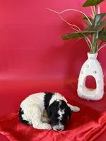 Atlas, a male Bernedoodle and Poodle - Standard  for sale in Lubbock, TX – 3 of 3