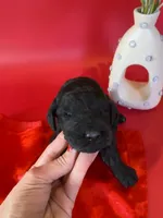 Asher, a male Bernedoodle and Poodle - Standard  for sale in Lubbock, TX – 1 of 6