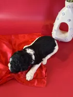 Ayla, a female Poodle - Standard  for sale in Lubbock, TX – 3 of 5