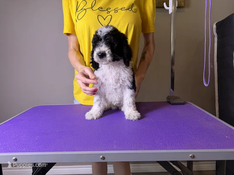 Atlas – Bernedoodle, Poodle - Standard  puppy for sale in Lubbock, TX
