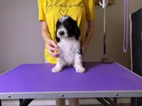 Atlas, a male Poodle - Standard  for sale in Lubbock, TX – 1 of 5
