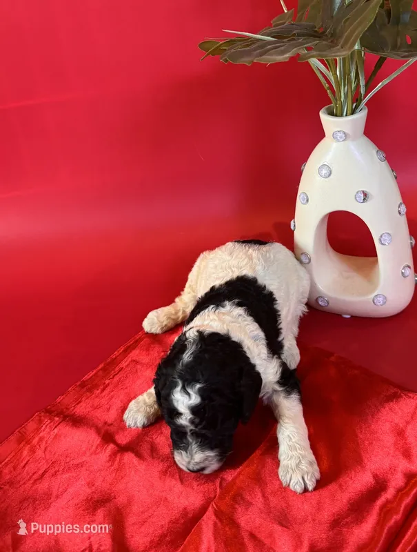 Atlas – Poodle - Standard  puppy for sale in Lubbock, TX