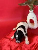 Atlas, a male Bernedoodle and Poodle - Standard  for sale in Lubbock, TX – 1 of 3
