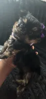 Sonoma, a female Yorkipoo for sale in Chicago Heights, IL – 2 of 3