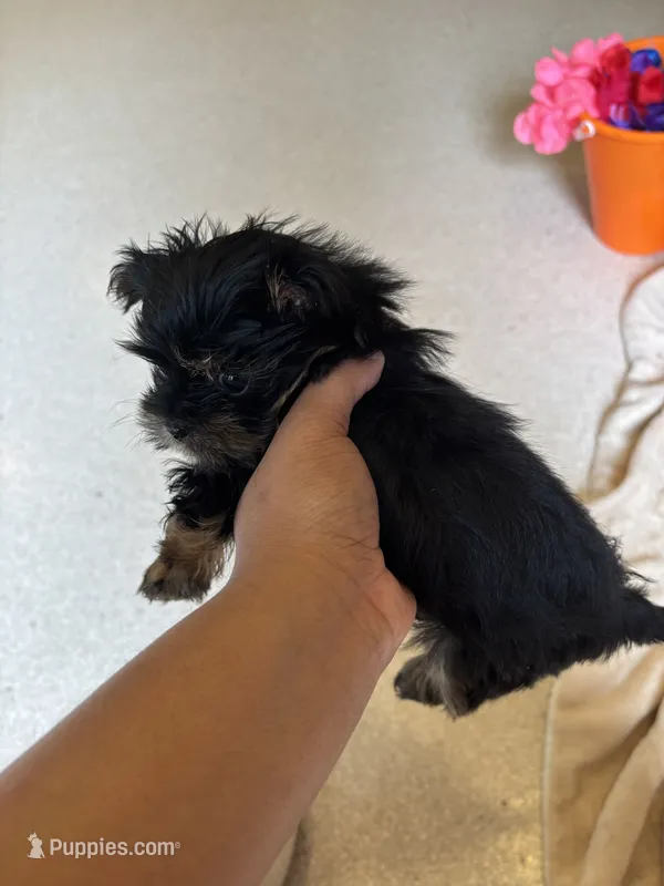 Sonoma – Yorkipoo puppy for sale in Chicago Heights, IL