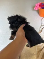 Sonoma, a female Yorkipoo for sale in Chicago Heights, IL – 1 of 3