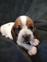 "Malfoy", a male Basset Hound for sale in Mountain View, AR – Photo 2 of 5
