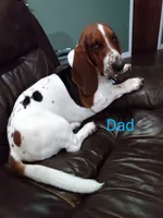 "Malfoy", a male Basset Hound for sale in Mountain View, AR – Photo 5 of 5