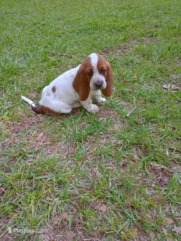 "Malfoy" – Basset Hound puppy for sale in Mountain View, AR