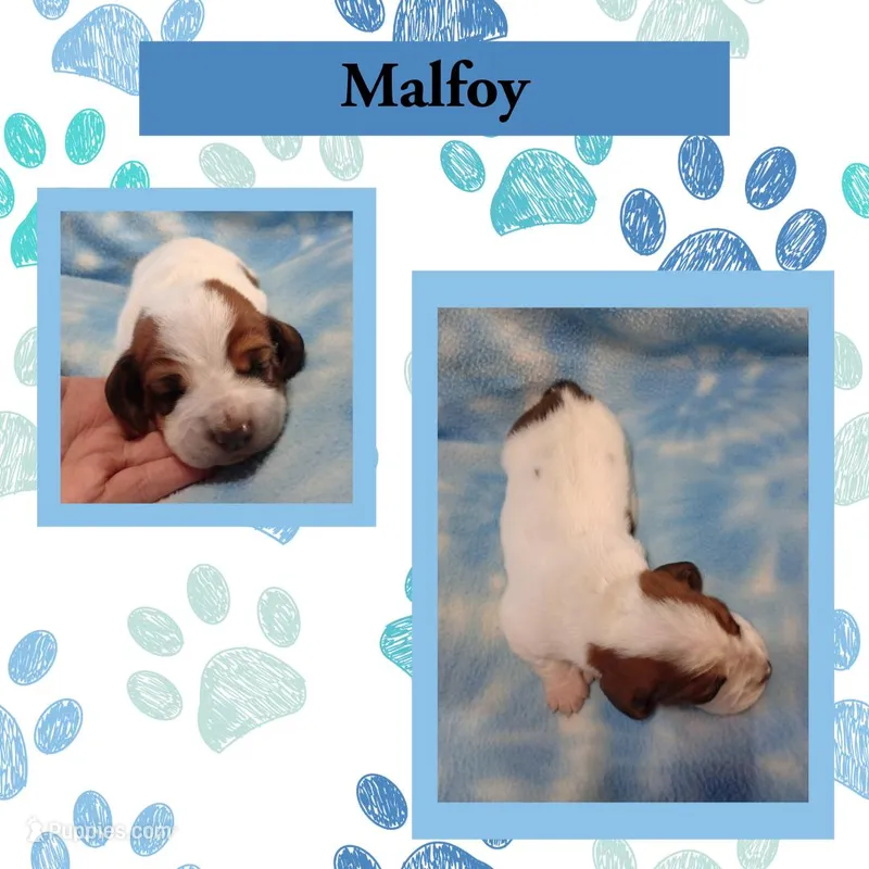 "Malfoy" – Basset Hound puppy for sale in Mountain View, AR