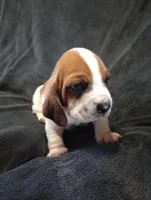 "Dumbledore", a male Basset Hound for sale in Mountain View, AR – Photo 2 of 5