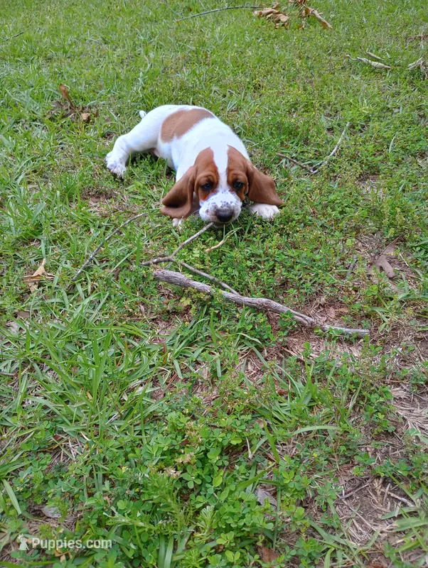 "Dumbledore" – Basset Hound puppy for sale in Mountain View, AR