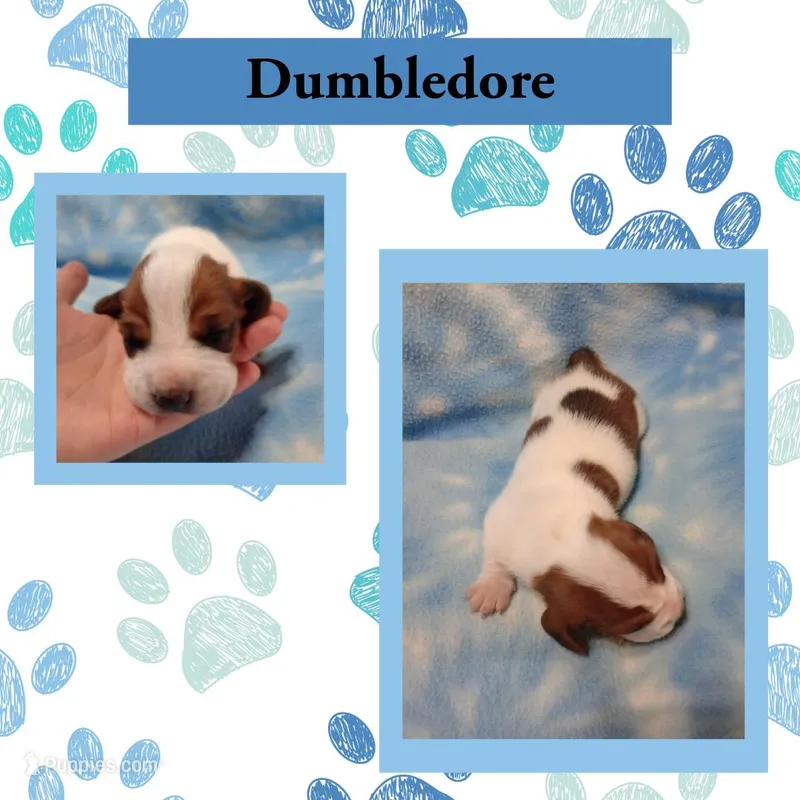 "Dumbledore" – Basset Hound puppy for sale in Mountain View, AR