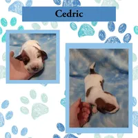 "Cedric", a male Basset Hound for sale in Mountain View, AR – Photo 1 of 5