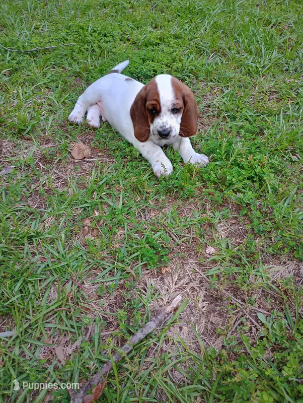 "Cedric" – Basset Hound puppy for sale in Mountain View, AR