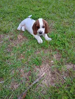 "Cedric", a male Basset Hound for sale in Mountain View, AR – 1 of 6