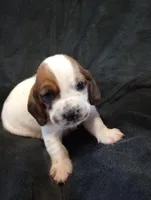 "Cedric", a male Basset Hound for sale in Mountain View, AR – Photo 2 of 5