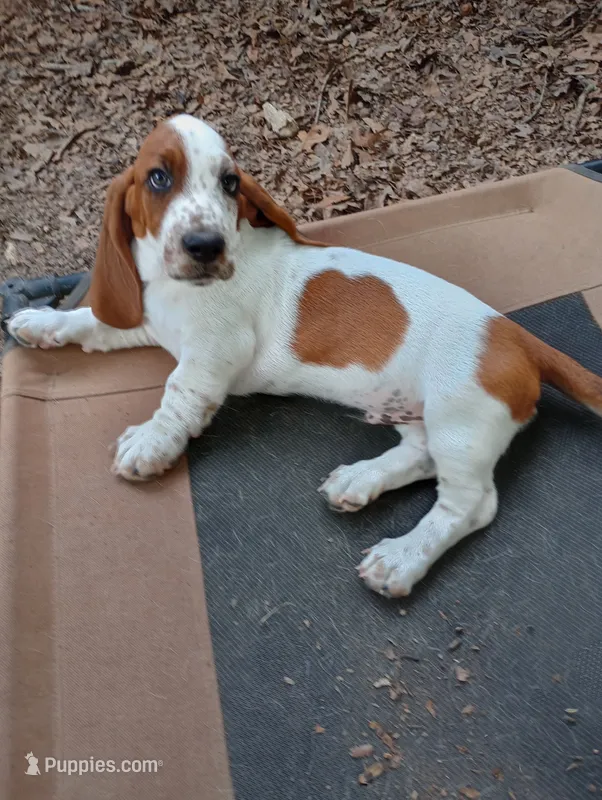 "Cedric" – Basset Hound puppy for sale in Mountain View, AR