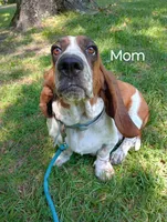 "Remus", a male Basset Hound for sale in Mountain View, AR – Photo 4 of 5