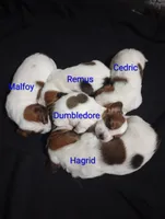 "Remus", a male Basset Hound for sale in Mountain View, AR – Photo 3 of 5