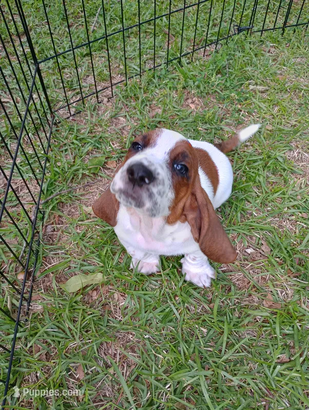 "Remus" – Basset Hound puppy for sale in Mountain View, AR