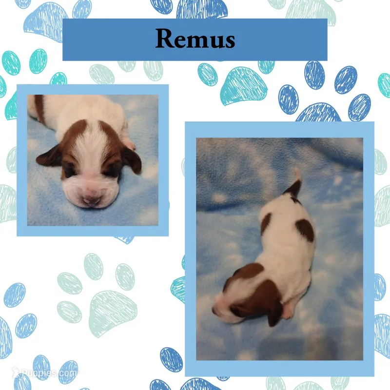 "Remus" – Basset Hound puppy for sale in Mountain View, AR