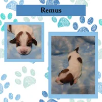 "Remus", a male Basset Hound for sale in Mountain View, AR – Photo 1 of 5