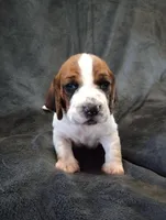 "Remus", a male Basset Hound for sale in Mountain View, AR – Photo 2 of 5