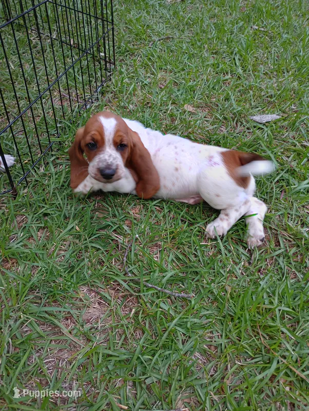"Hagrid" – Basset Hound puppy on hold in Mountain View, AR