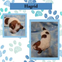 "Hagrid, a male Basset Hound for sale in Mountain View, AR – Photo 1 of 5