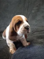 "Hagrid, a male Basset Hound for sale in Mountain View, AR – Photo 2 of 5