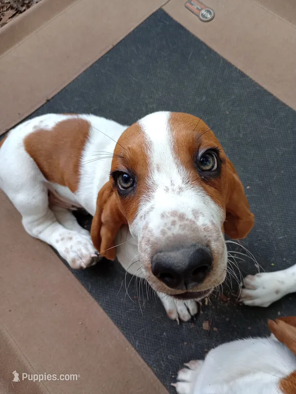 "Dumbledore" – Basset Hound puppy for sale in Mountain View, AR