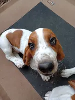 "Dumbledore", a male Basset Hound for sale in Mountain View, AR – 1 of 7