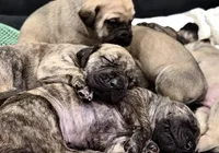 processed/4c10c0cd-b6ec-4ad2-89df-1ccd10b4529b/facility/ffdb2e3e-5b2e-4cde-ad08-2e0d9473d3c7