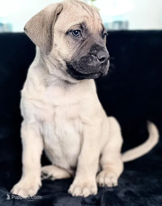 Mr. Snuggles – English Mastiff puppy for sale in Head Waters, VA
