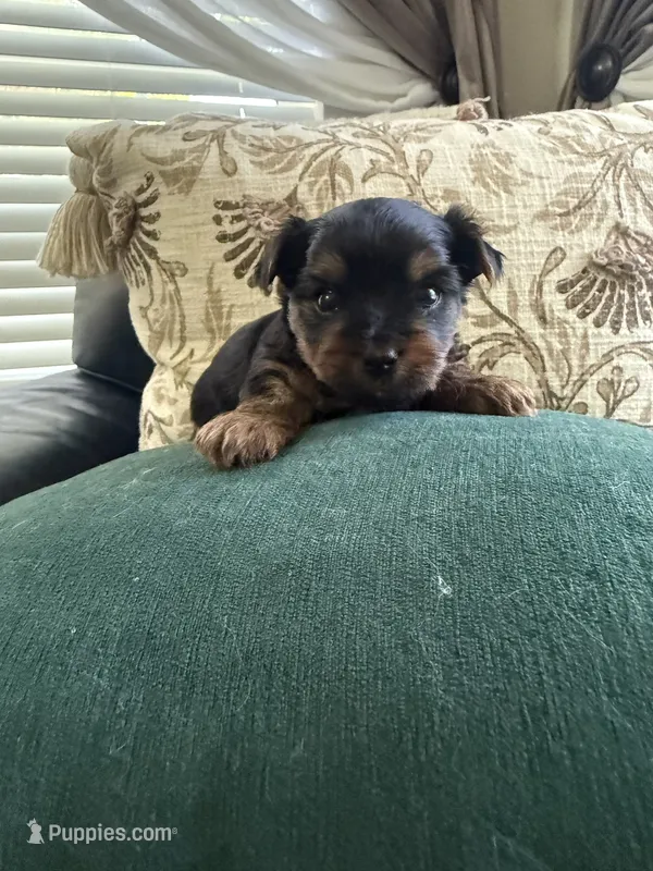 Teddy – Yorkshire Terrier puppy for sale in Orangevale, CA