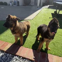 Luna, a female German Shepherd Dog for sale in Orangevale, CA – Photo 9 of 9