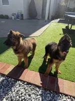 Luna, a female German Shepherd Dog for sale in Orangevale, CA – Photo 9 of 9