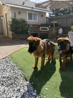 Puppy(Akc), a male German Shepherd Dog for sale in Orangevale, CA – Photo 4 of 10