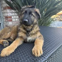 Luna, a female German Shepherd Dog for sale in Orangevale, CA – Photo 6 of 9