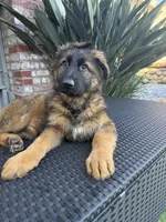 Luna, a female German Shepherd Dog for sale in Orangevale, CA – Photo 6 of 9