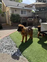 Puppy(Akc), a male German Shepherd Dog for sale in Orangevale, CA – Photo 7 of 10