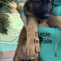 Luna, a female German Shepherd Dog for sale in Orangevale, CA – Photo 2 of 9