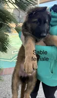 Luna, a female German Shepherd Dog for sale in Orangevale, CA – Photo 2 of 9