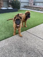 Puppy, a male German Shepherd Dog for sale in Orangevale, CA – Photo 3 of 8