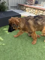 Puppy(Akc), a male German Shepherd Dog for sale in Orangevale, CA – Photo 10 of 10