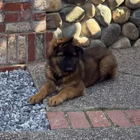 Luna, a female German Shepherd Dog for sale in Orangevale, CA – Photo 1 of 9